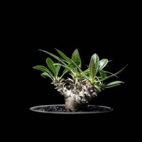 パキポディウム デンシカウレ / Pachypodium densicaule #4