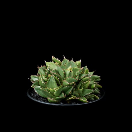 アガベ チタノタ フィリグリー (拇指厳竜) / Agave titanota ‘Filigree’ #25