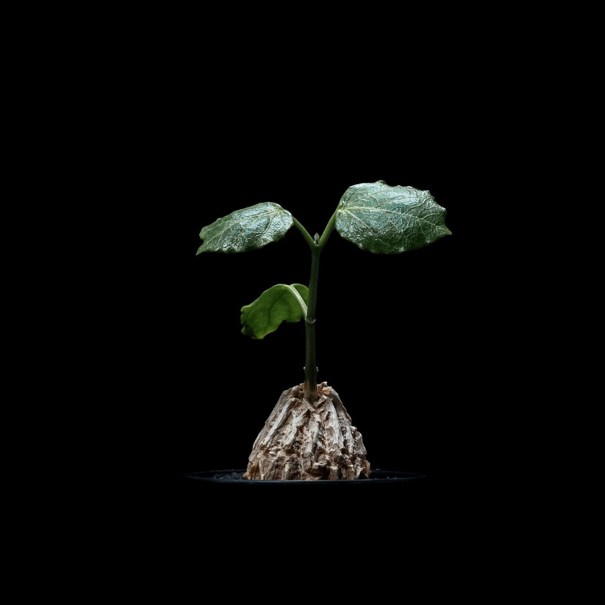 マテ シクロフィラ Matelea cyclophylla　親木 マテ シクロフィラ Matelea cyclophylla 親木