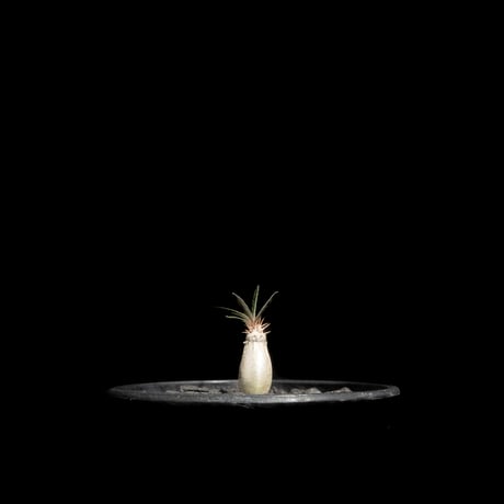 パキポディウム グラキリス / Pachypodium rosulatum var. gracilius #61