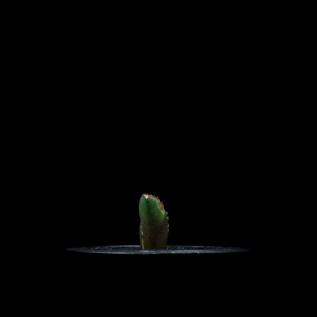 アガベ チタノタ 鯊魚劍 (カキ仔) / Agave titanota ‘Shark Sword’ #2