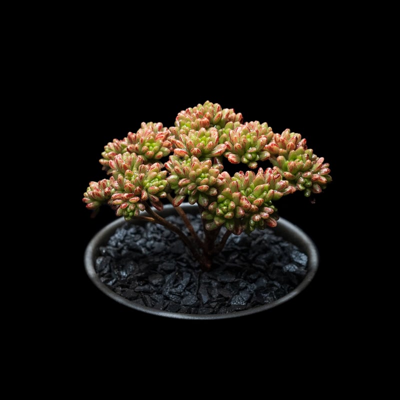 アエオニウム 小人の祭り / Aeonium sedifolium | Ducks ( pla