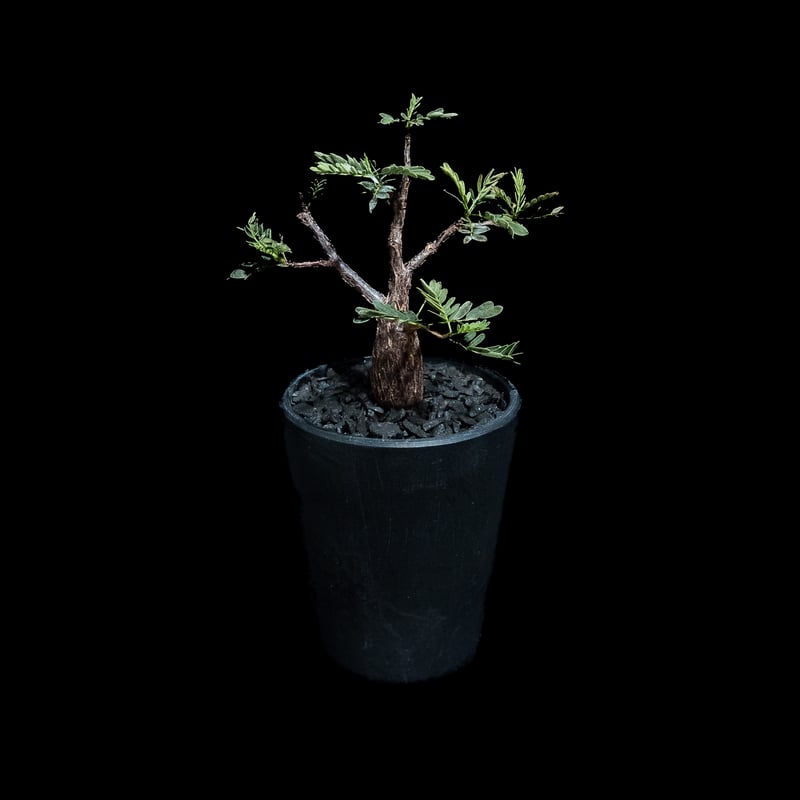 センナ メリディオナリス / Senna meridionalis #8 | Ducks (