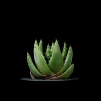 アロエ ペグレラエ / Aloe peglerae #4