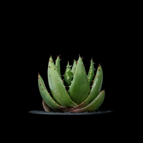 アロエペグレラエ アロエペグレラエ | STORES