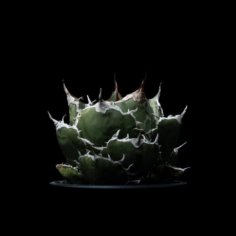 アガベ チタノタ 白鯨 / Agave titanota ‘White Whale’ #23