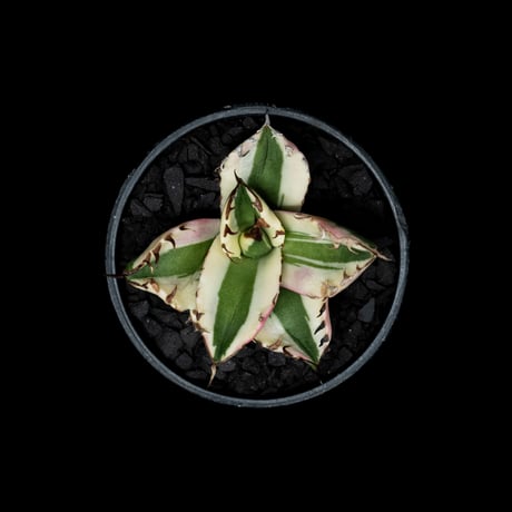 アガベ チタノタ スナグルトゥース / Agave titanota ‘Snaggle Tooth’ #3
