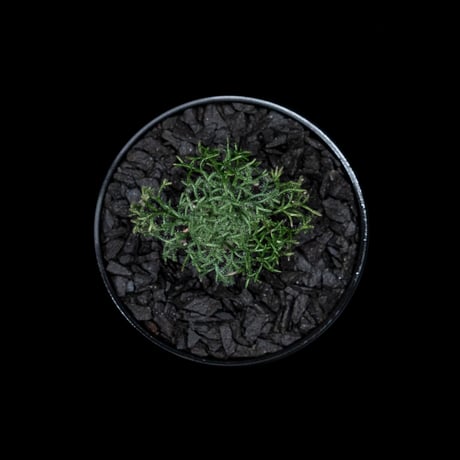 モンソニア ペニクリナム / Monsonia peniculina #3