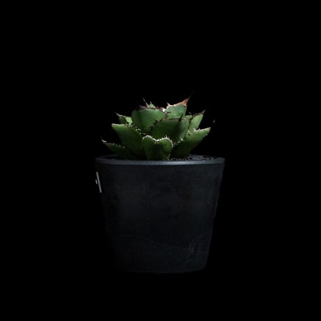 アガベ チタノタ 熊猫 / Agave titanota 'Panda' #4