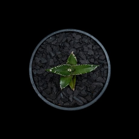 アガベ チタノタ 南アフリカダイヤモンド / Agave titanota ‘South Africa Diamond’ #3