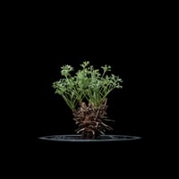 ペラルゴニウム ヒストリクス / Pelargonium hystrix #1