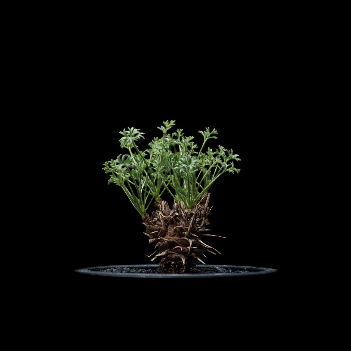 ペラルゴニウム ヒストリクス / Pelargonium hystrix #1 | Ducks...