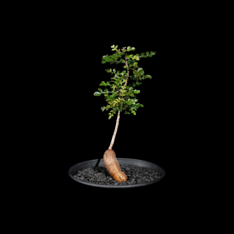 オペルクリカリア パキプス / Operculicarya pachypus #31 | D