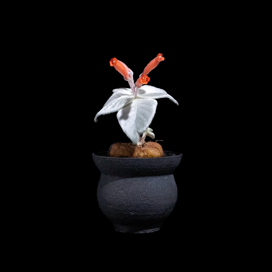 6828333f29bb8097f35190ee
