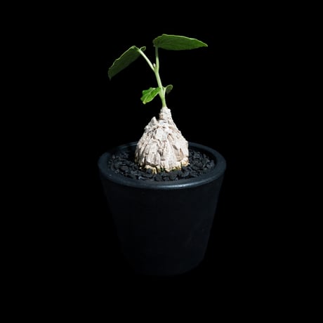 マテレア シクロフィラ / Matelea cyclophylla #6