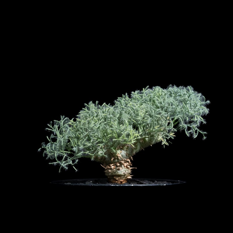 モンソニア ペニクリナム M.peniculinum 美株 モンソニア ペニクリナム | GREEN LUCK