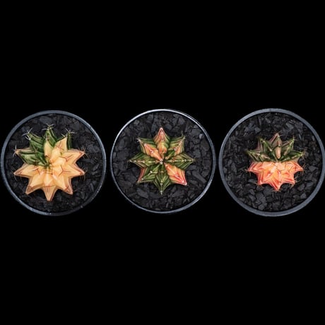 ギムノカリキウム ミハノビッチ 緋牡丹錦 / Gymnocalycium mihanovichii 'Hibotan Nishiki' #4#5#6（3set）