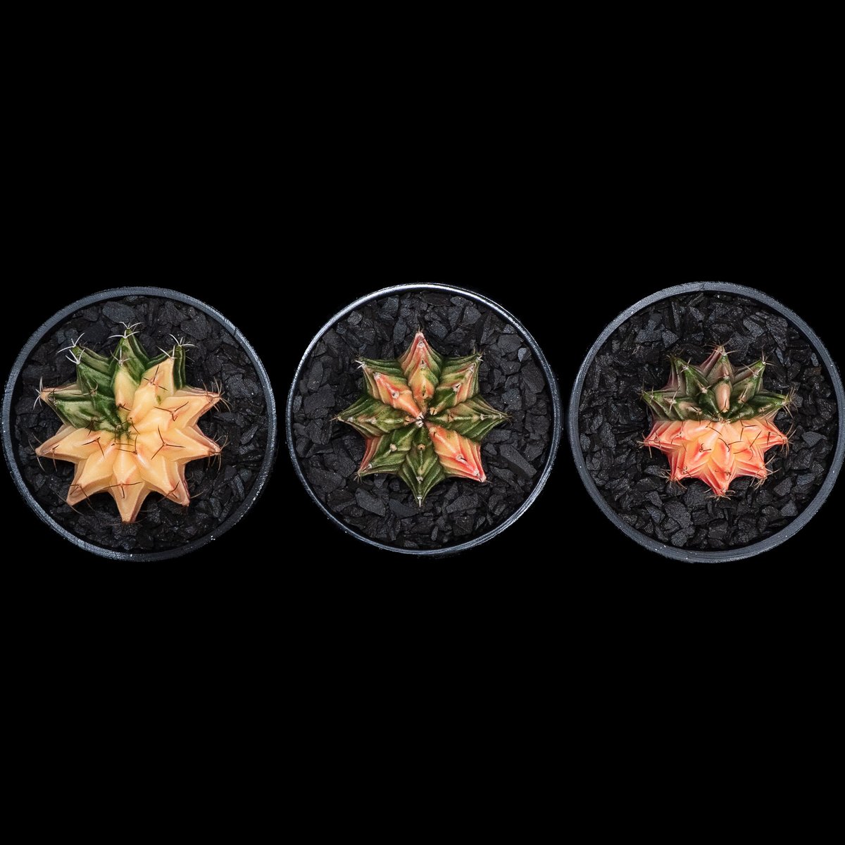 ギムノカリキウム ミハノビッチ 緋牡丹錦 / Gymnocalycium mihanovich