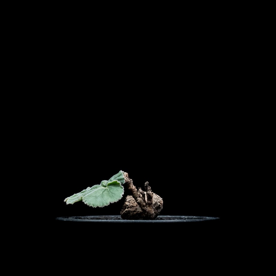 65f16623ff050402b81720bc