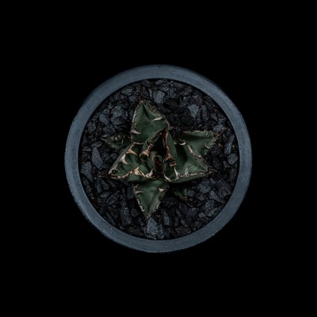アガベ チタノタ ブラック&ブルー / Agave titanota ‘Black & Blue’ #8
