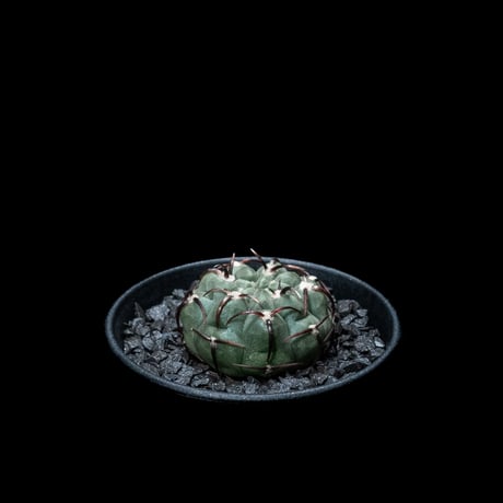 ギムノカリキウム バッテリー / Gymnocalycium vatteri