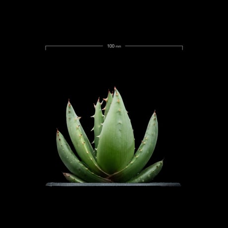アロエ ペグレラエ / Aloe peglerae #2