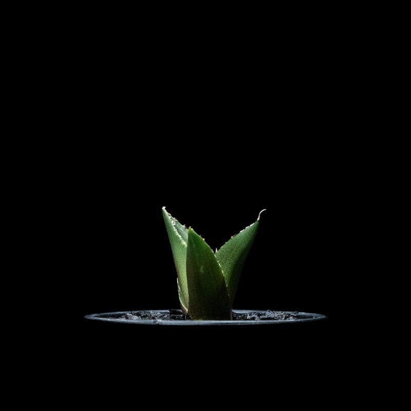 アガベチタノタ　ハデス　陽炎　Agave titanota HADES 斑入り アガベチタノタ ハデス 陽炎 Agave titanota HADES 斑入り