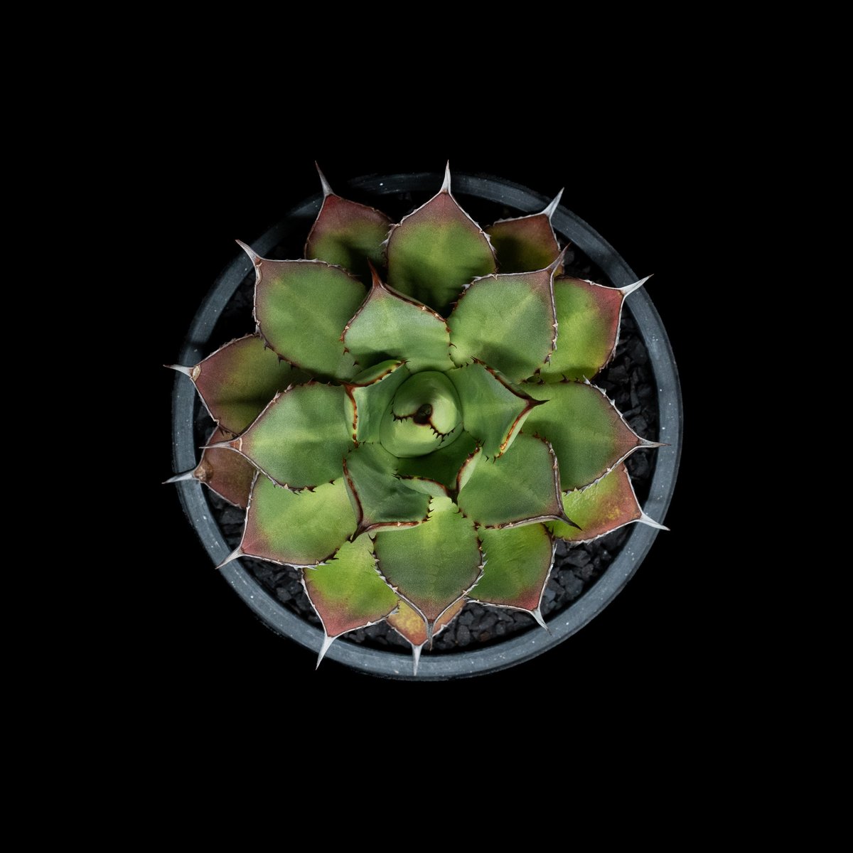 アガベ 兜蟹×笹の雪 / Agave isthmensis 'Kabutogani' × vi