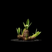 ユーフォルビア ブレビフォリア / Euphorbia brevifolia