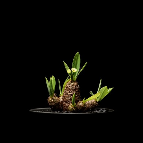 ユーフォルビア ブレビフォリア / Euphorbia brevifolia