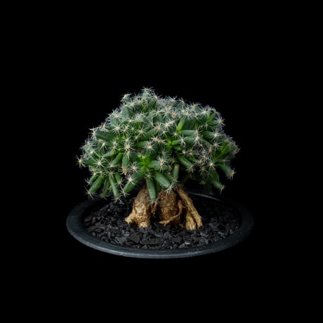 トリコディアデマ デンサム / Trichodiadema densum #13