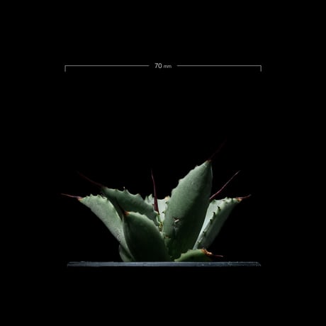 アガベ 八荒雷神 / Agave potatorum × macroacantha #4