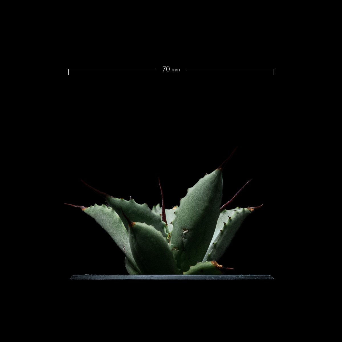 アガベ 八荒雷神 / Agave potatorum × macroacantha #4 |