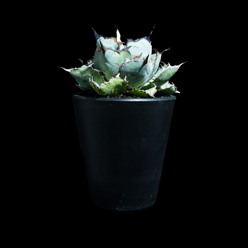 アガベ チタノタ ブラック&ブルー / Agave titanota 'Black & Blu