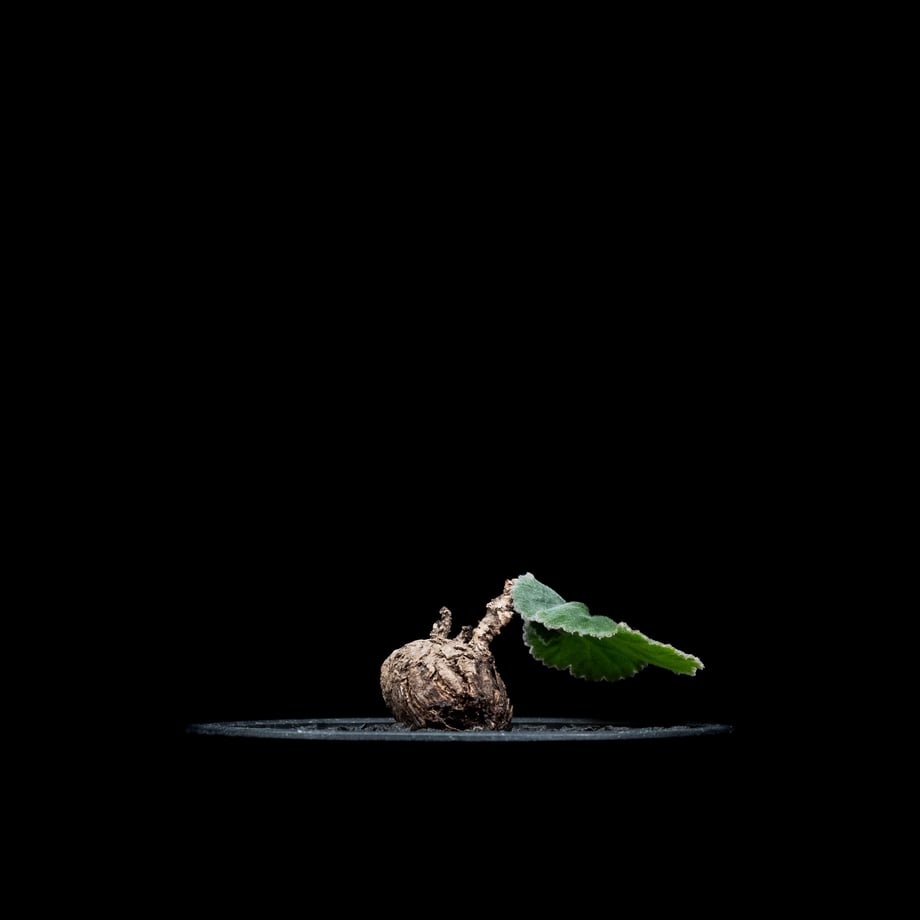 65f16623ff050402b81720bc