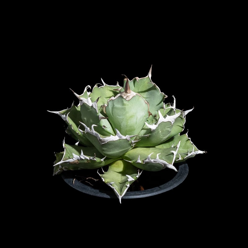 アガベ　チタノタ 厚葉姫厳龍 Agave titanota アガベ チタノタ 姫厳竜 多肉植物 | plants MARU