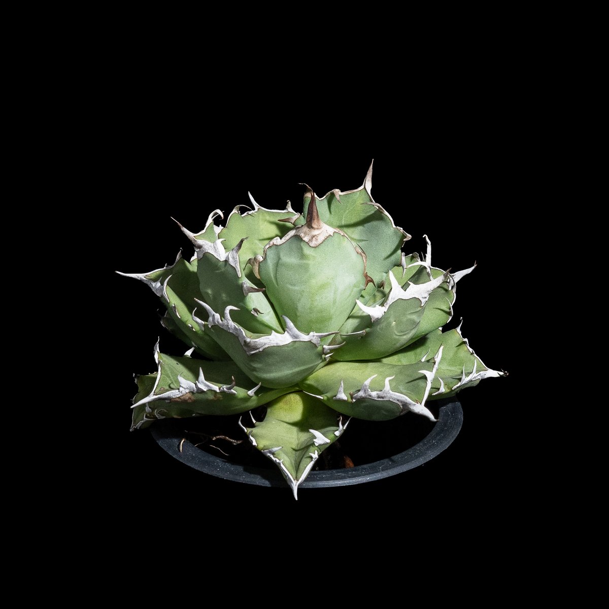 アガベ チタノタ 姫厳竜 / Agave titanota 'Dwarf' #18 | Duc