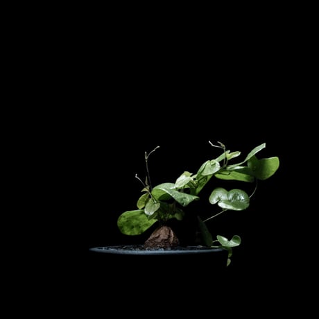 ディオスコレア 亀甲竜 / Dioscorea elephantipes #2