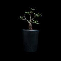 センナ メリディオナリス / Senna meridionalis #8
