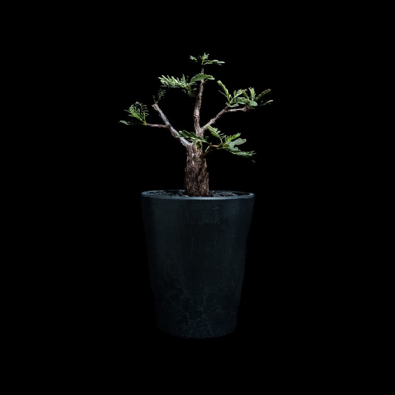 センナ・メリディオナリス センナ·メリディオナリス（極矮性タイプ） Senna meridionalis (super