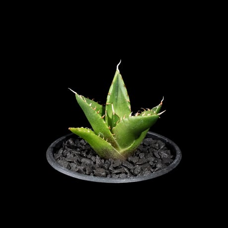 アガベ チタノタ ハデス / Agave titanota ‘Hades’ #15