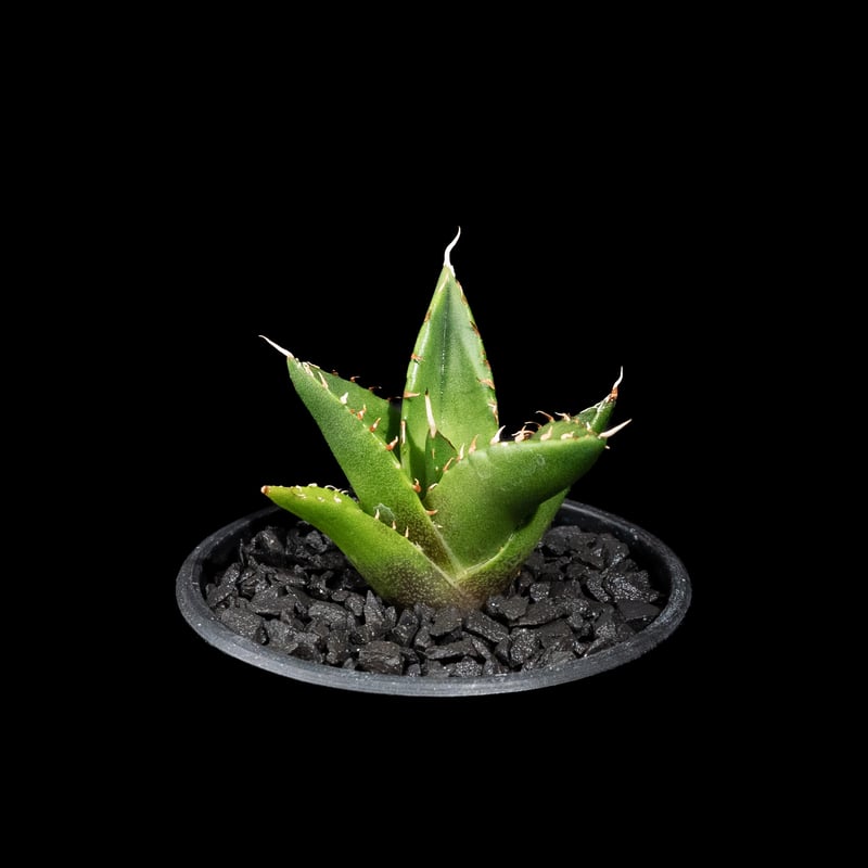 アガベ ハデス15株