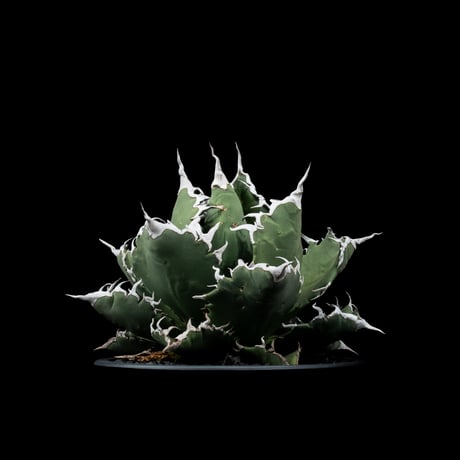 アガベ・チタノタ 夕映厳竜 / Agave titanota ‘Solar Eclipse’ #12