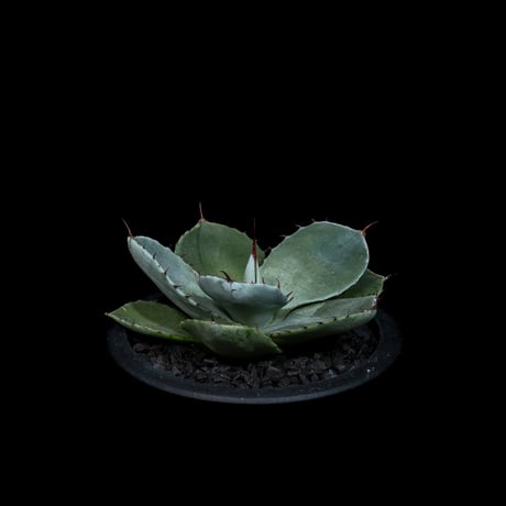 アガベ パリー トルンカータ / Agave parryi var. truncata #7