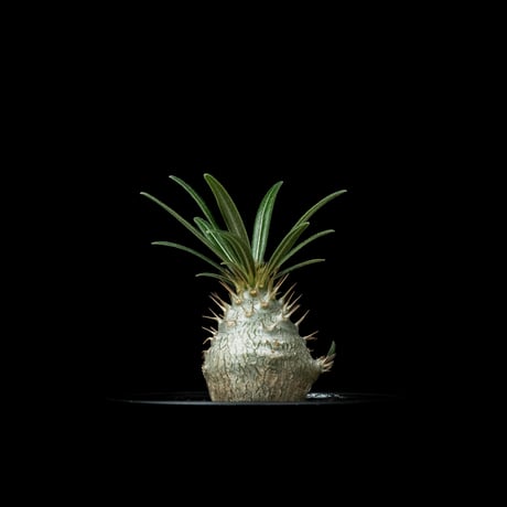 パキポディウム グラキリス / Pachypodium rosulatum var. gracilius #55