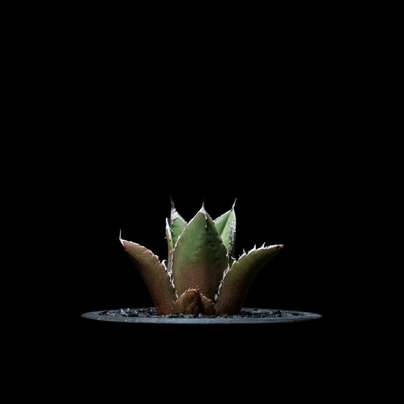 アガベ チタノタ 黒火焔 / Agave titanota 'Black Fire' #7 |