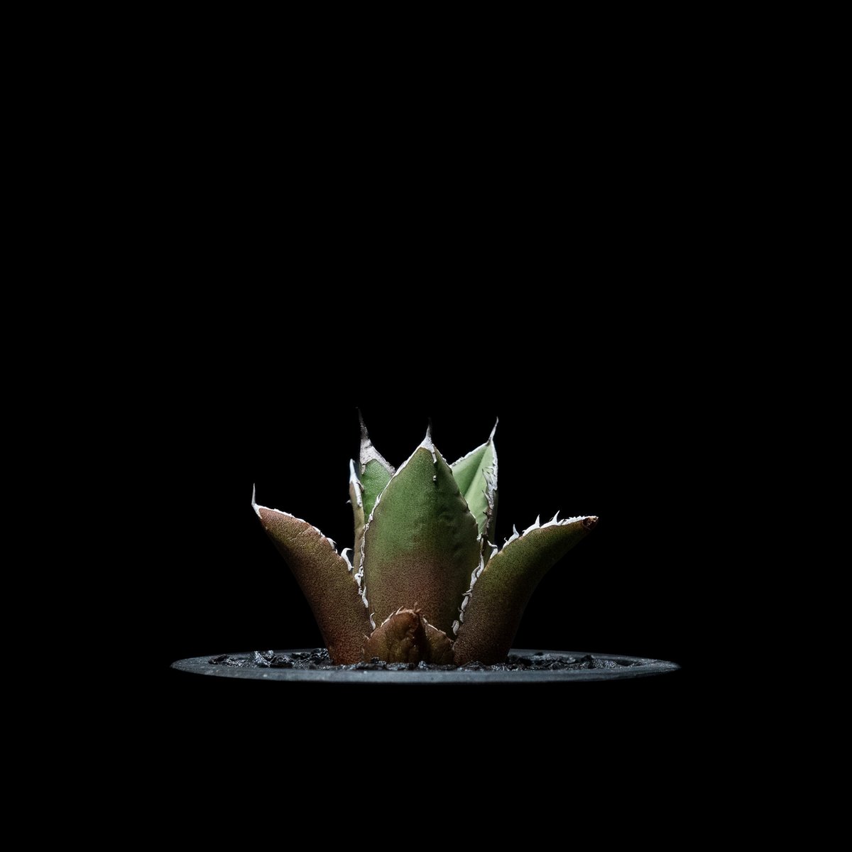 アガベ チタノタ 黒火焔 / Agave titanota 'Black Fire' #7 | アガベ チタノタ 黒火焔 / Agave titanota 'Black Fire' #7 |