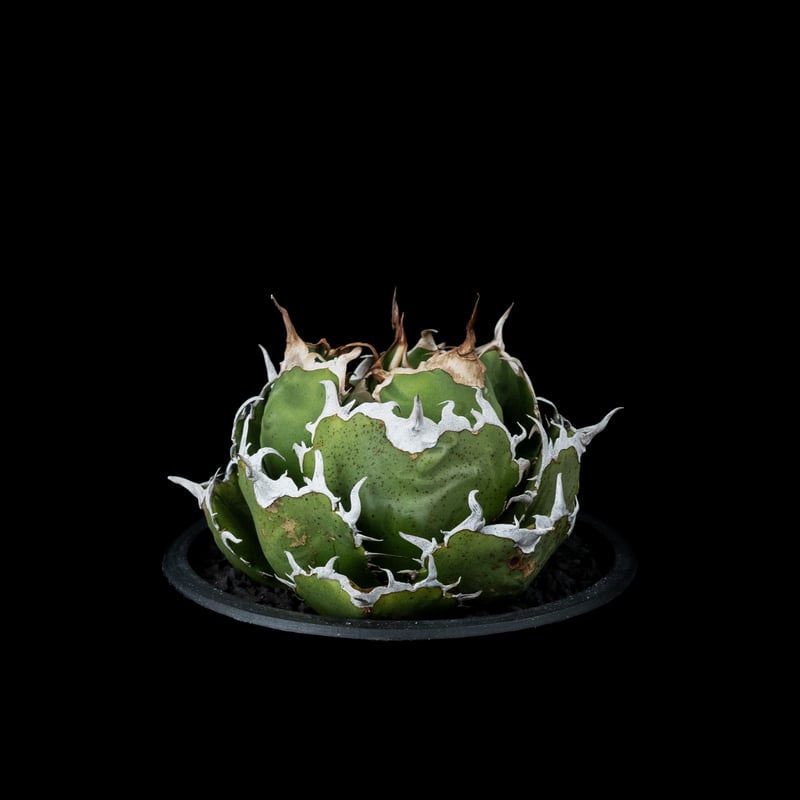 アガベ チタノタ 白鯨 / Agave titanota 'White Whale' #38