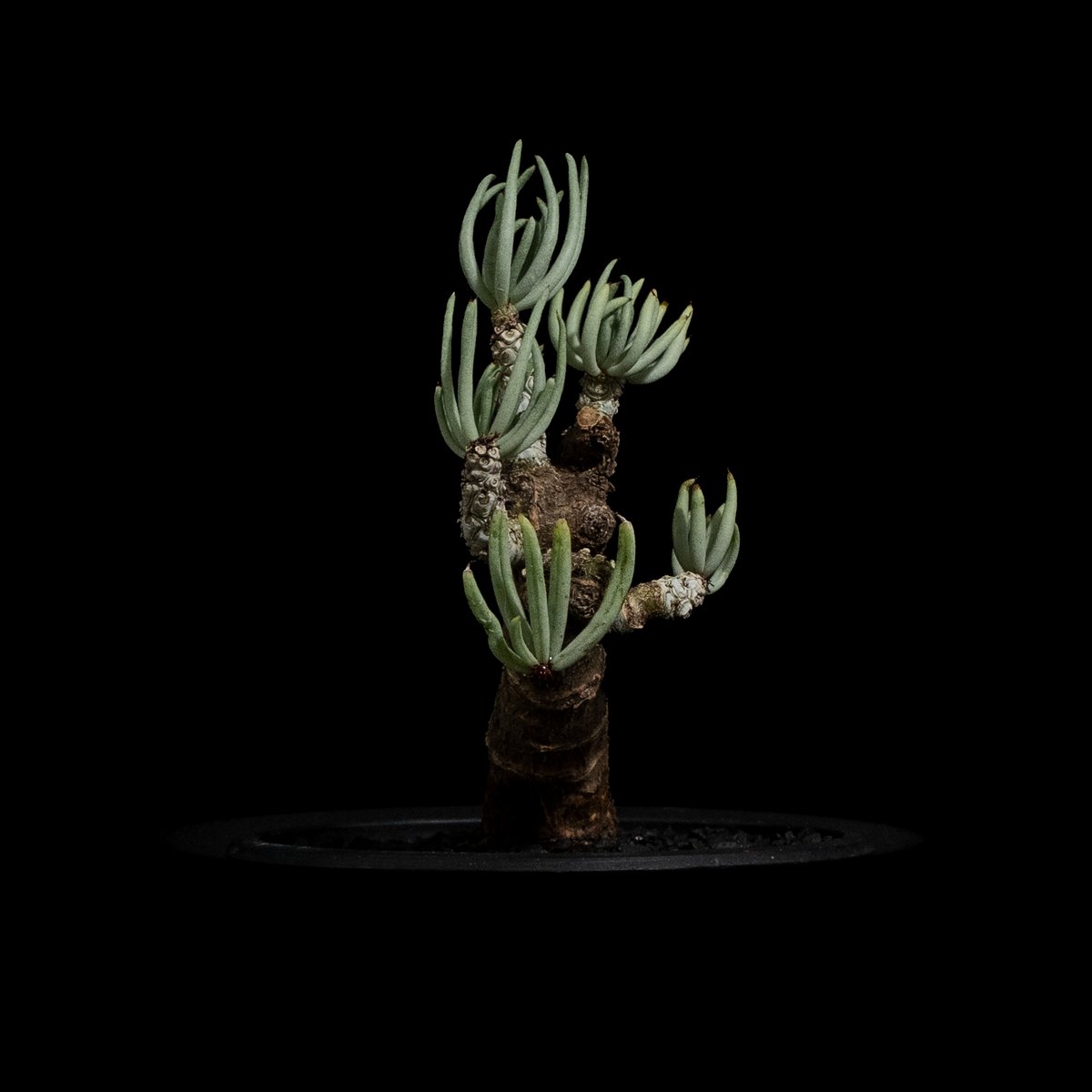 ②ペアルソニー チレコドン ペアルソニー1 | STELLA.PLANTS