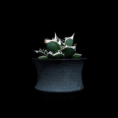 アガベ チタノタ 南アフリカダイヤモンド / Agave titanota 'South Africa Diamond'#13